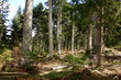Forèt de sapins,Aude,pyrénées