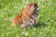 Beautiful Dog