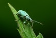 Foto: green beetle green beetle