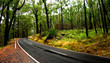 Forest Road