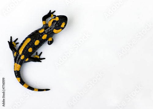salamandre