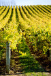 Rolling Vines