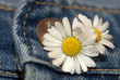 Gänseblümchen & Jeans