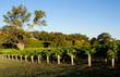 Afternoon Vines