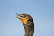 Cormoran
