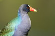 Gallinule at Everglades