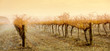 Vineyard Rain Vineyard Rain