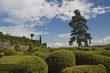 chateau de marqueyssac : parc sculpte ii