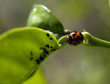 Lady Bug