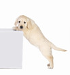 Cute little white dog standing