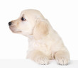 Photo: Cute little white dog looking away Cute little white dog looking away