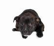 Photo: Cute little black dog sitting against white background Cute little black dog sitting against white background
