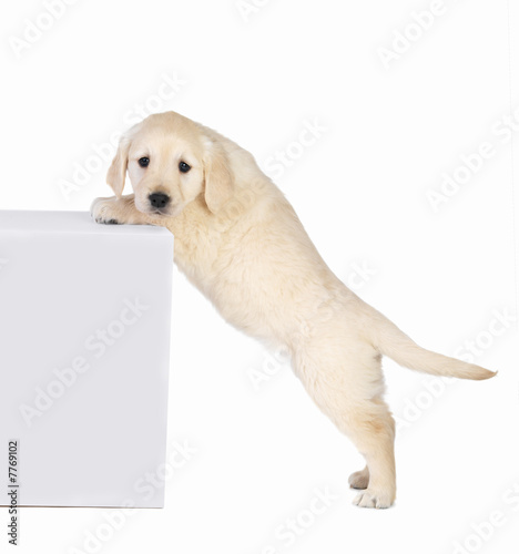 Photo: Cute little white dog standing Cute little white dog standing