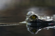 crocodile eye