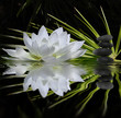 parfum de zen