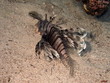 Lion Fisch