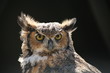 Grand Duc, regard perçant