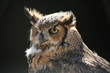 Grand duc