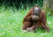 cute baby orangutan