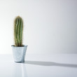 Cactus in a metal pot Cactus in a metal pot