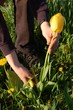 cutting tulip
