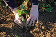 sawing strawberry plant