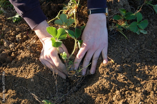 sawing strawberry plant