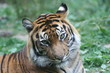 Tiger HD 03