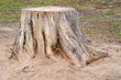 Old stump