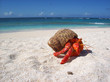 Hermit Crab