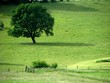 Lonesome Tree