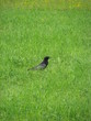 Lonesome crow