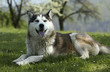 Husky 