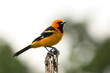 Spot-breasted oriole