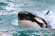 Photo: WHALE JAW WHALE JAW