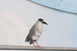 SMALL HERON