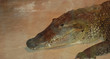 Smilin' Gator