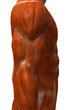 Anatomie et systeme musculaire