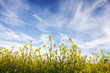 Blue sky against yellow field Blue sky against yellow field