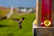 Humming Bird