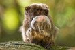 cute emperor tamarin