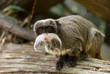cute emperor tamarin