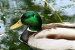 Ente im Wasser