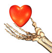 red 3D heart in bones hand