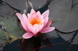 Waterlily