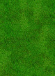 herbe