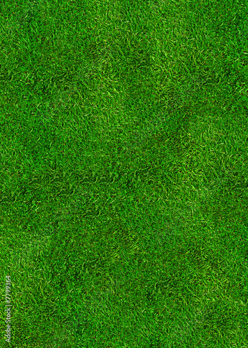 herbe