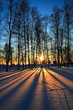 Sunset through leafless trees in winter
