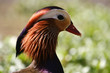 Duck profile