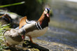 Duck Family